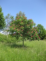 Obstbaum